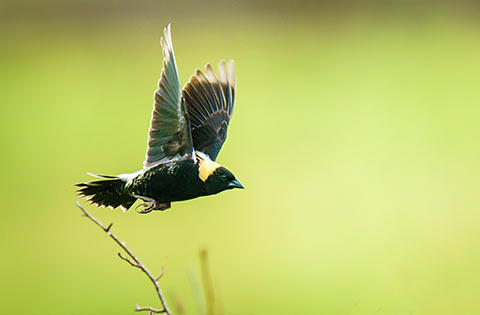 Bobolink in flight