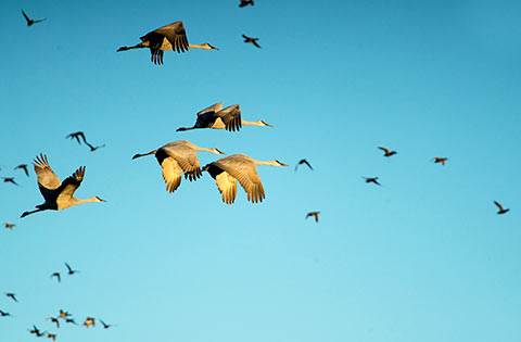 Flock of Sandhill Cranes in flight