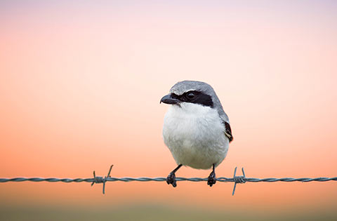 Loggerhead Shrike