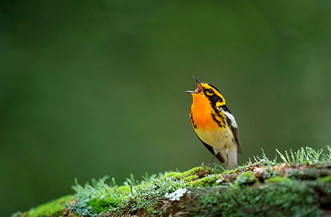 Blackburnian Warbler