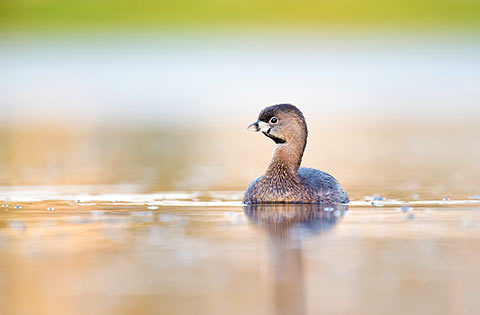 Pied-billed Grebe