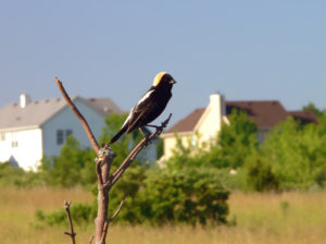 Bobolink