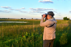 Bird monitor checking a marsh at dawn