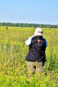 Bird monitor looking at a Red-winged Blackbird