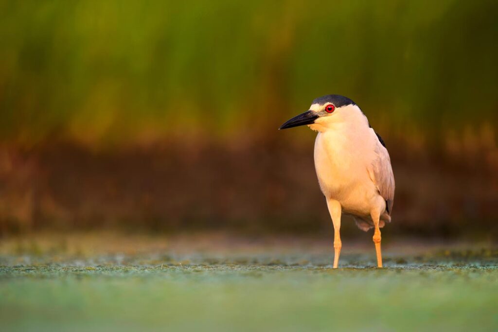 Black-crowned Night-Heron