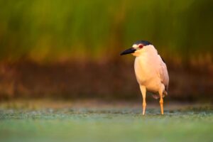 Black-crowned Night-Heron