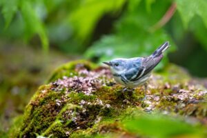 Cerulean Warbler