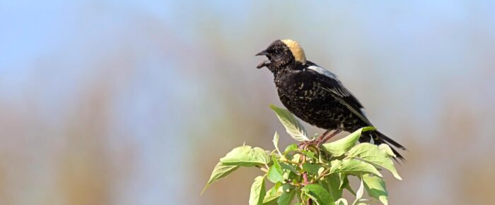 Bobolink